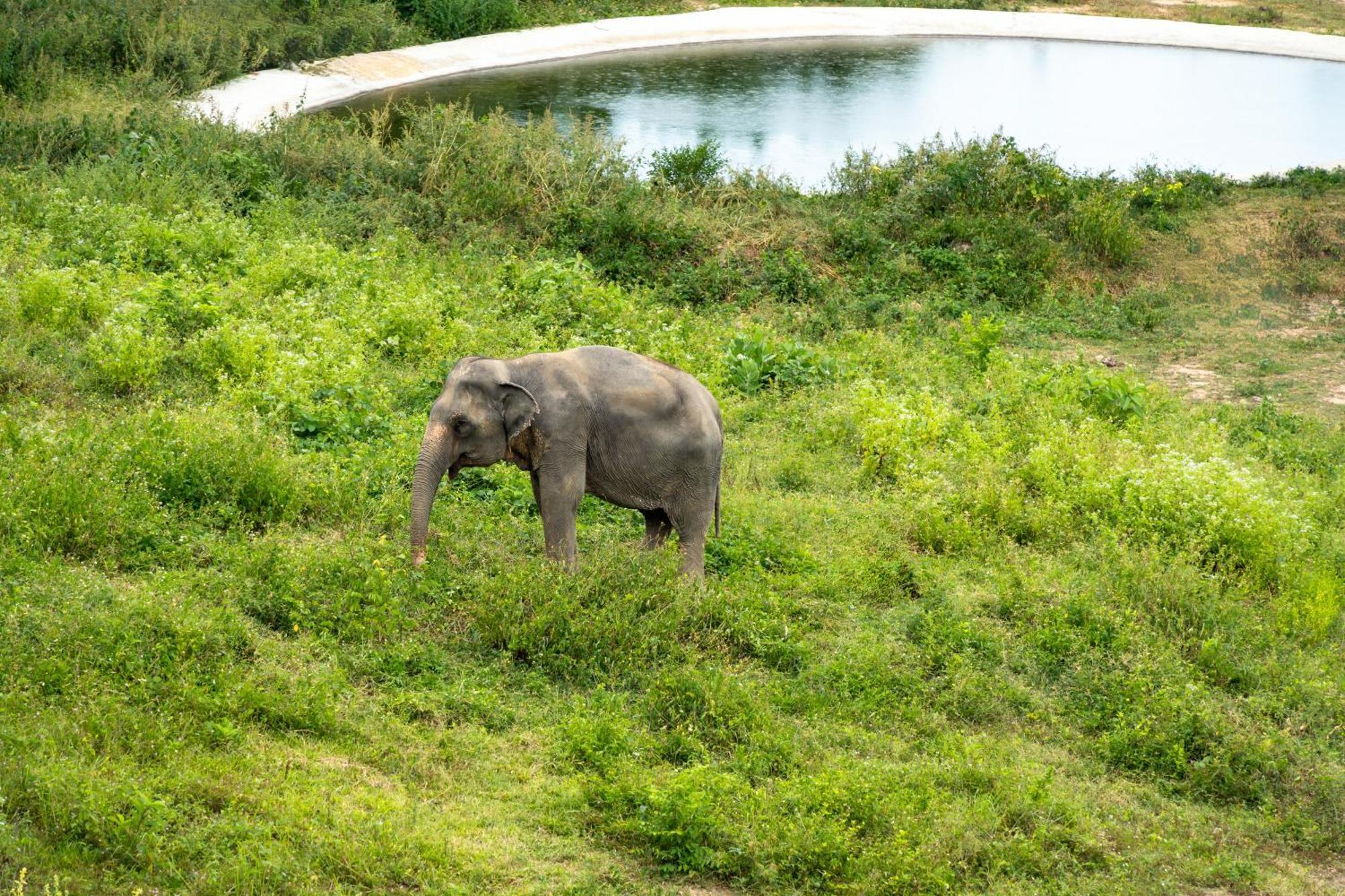 Wild Cottages Elephant Sanctuary Resort Nathon Bay Exterior foto