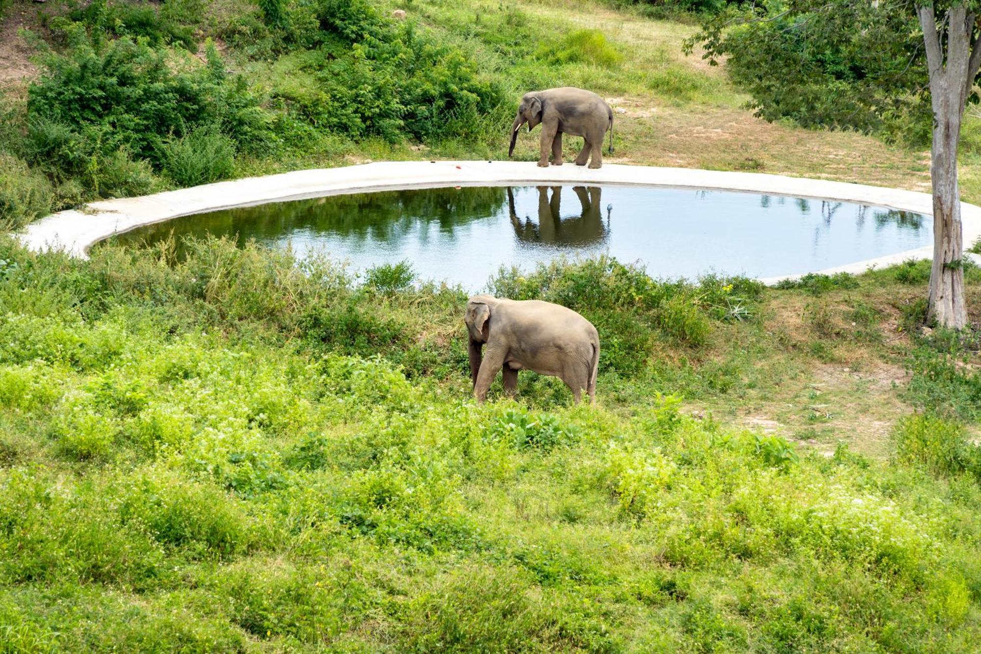 Wild Cottages Elephant Sanctuary Resort Nathon Bay Exterior foto