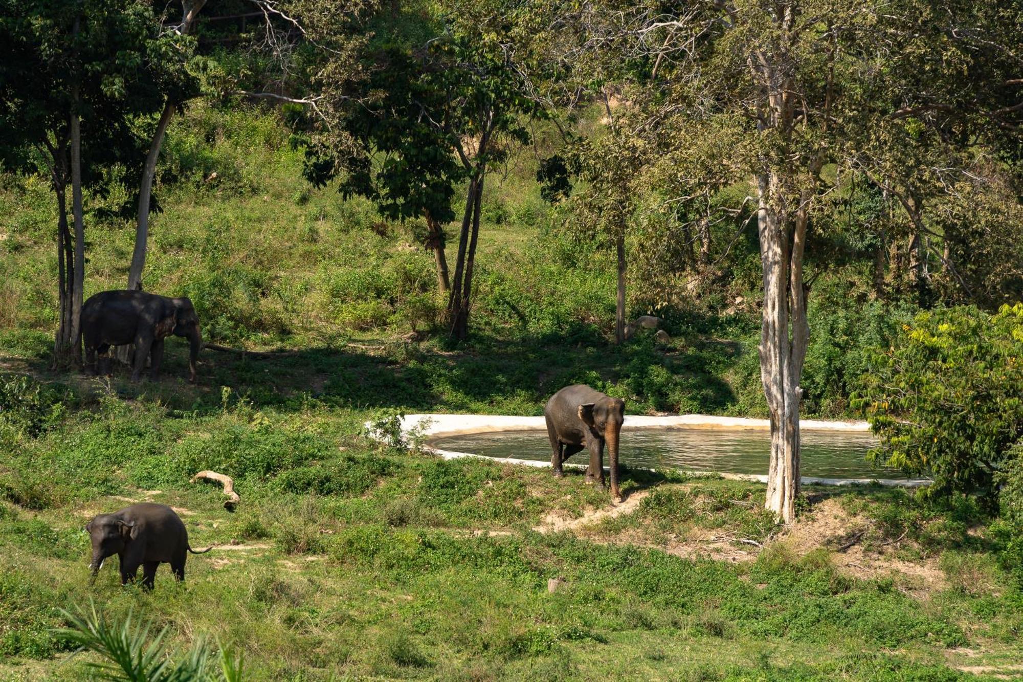 Wild Cottages Elephant Sanctuary Resort Nathon Bay Exterior foto