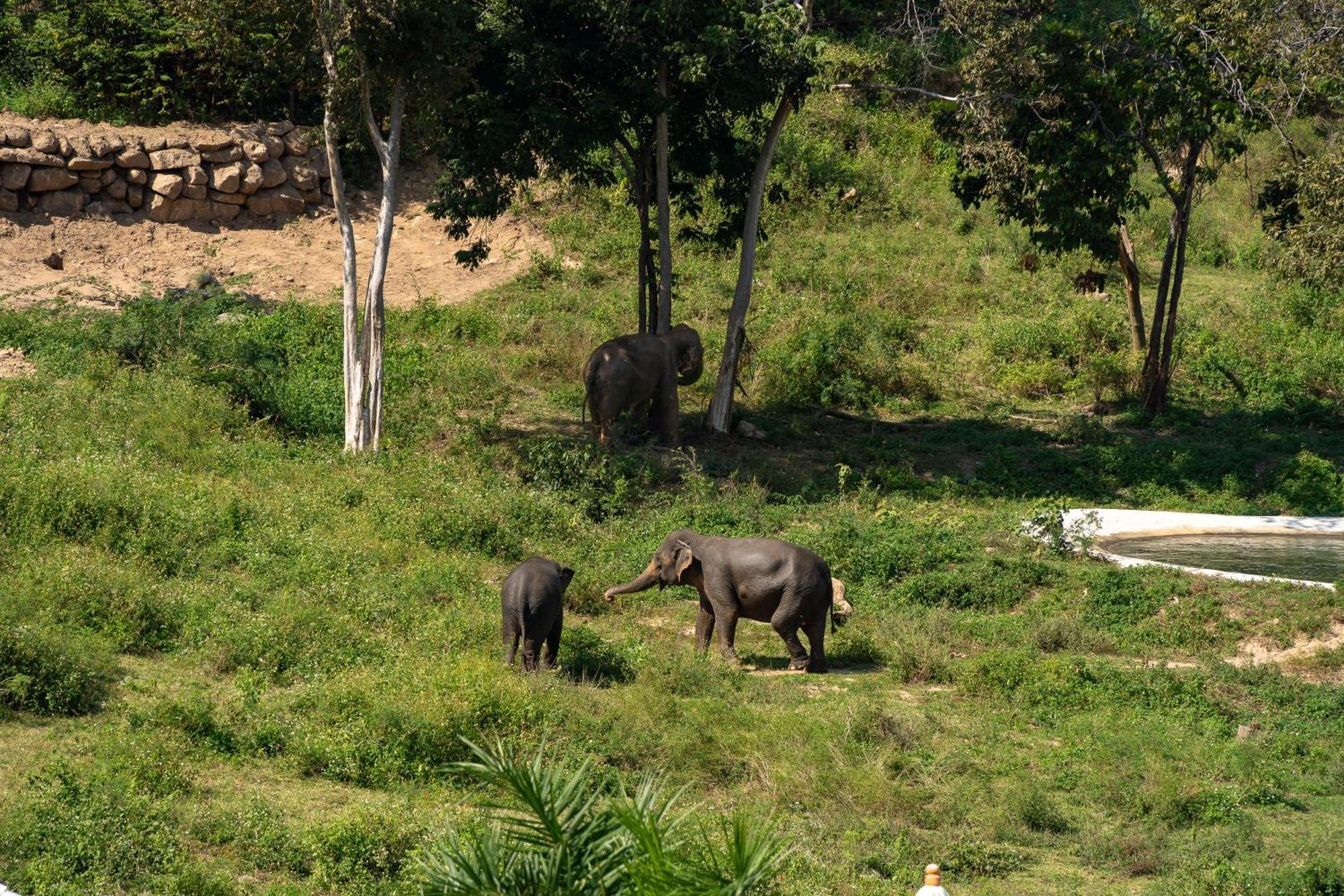 Wild Cottages Elephant Sanctuary Resort Nathon Bay Exterior foto