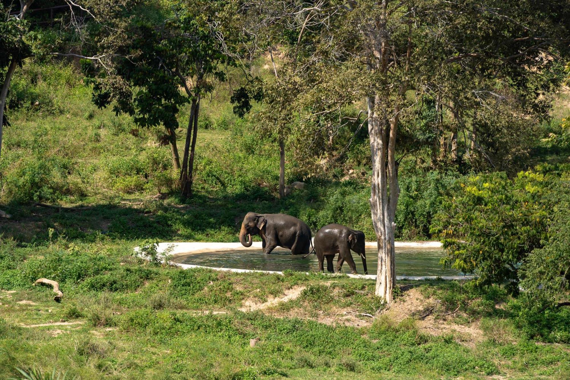 Wild Cottages Elephant Sanctuary Resort Nathon Bay Exterior foto