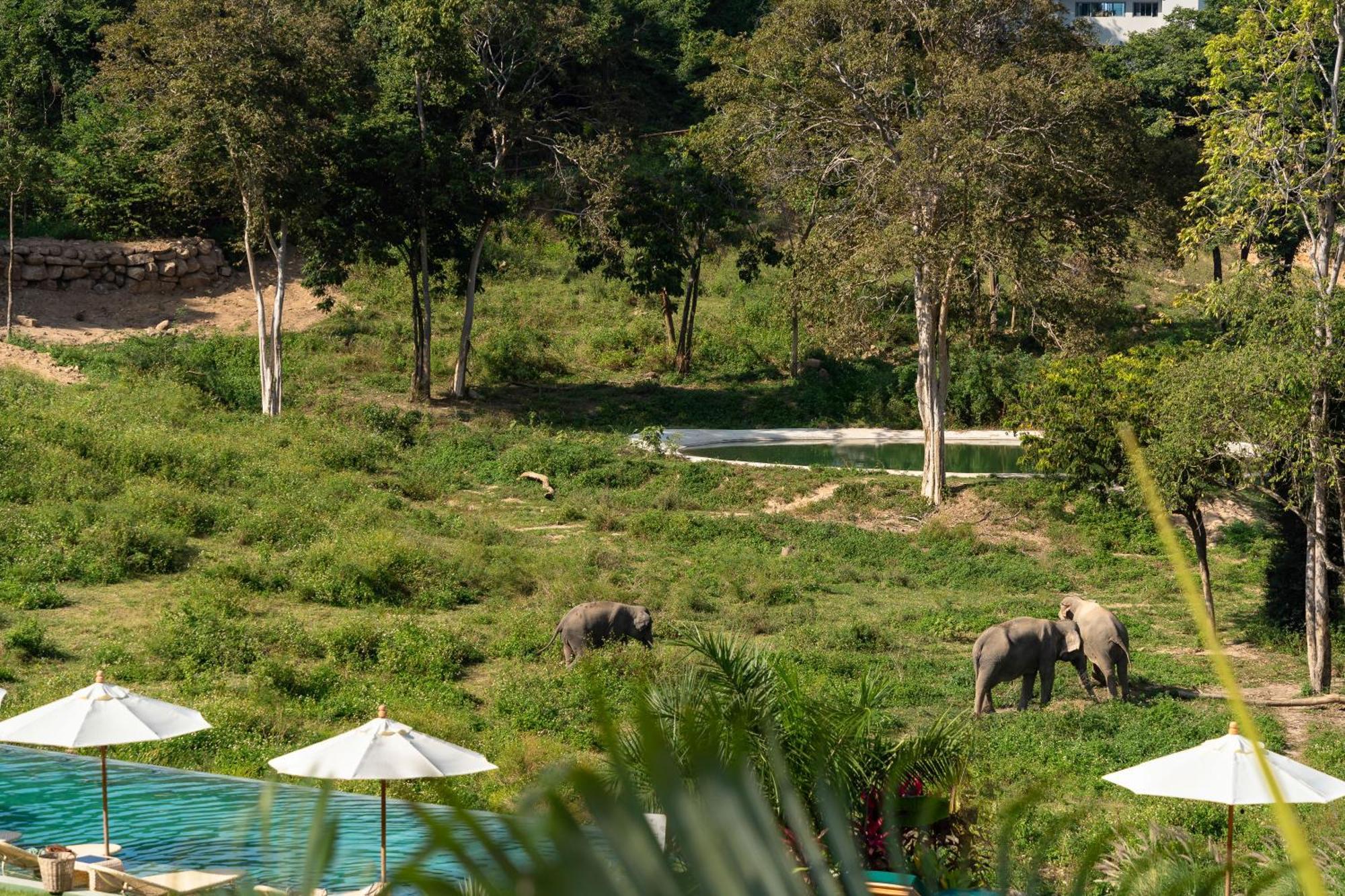 Wild Cottages Elephant Sanctuary Resort Nathon Bay Exterior foto