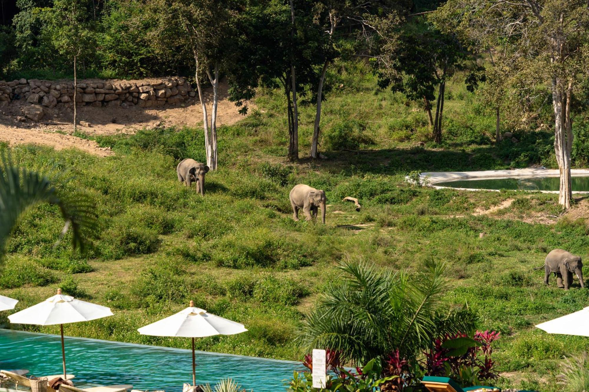 Wild Cottages Elephant Sanctuary Resort Nathon Bay Exterior foto