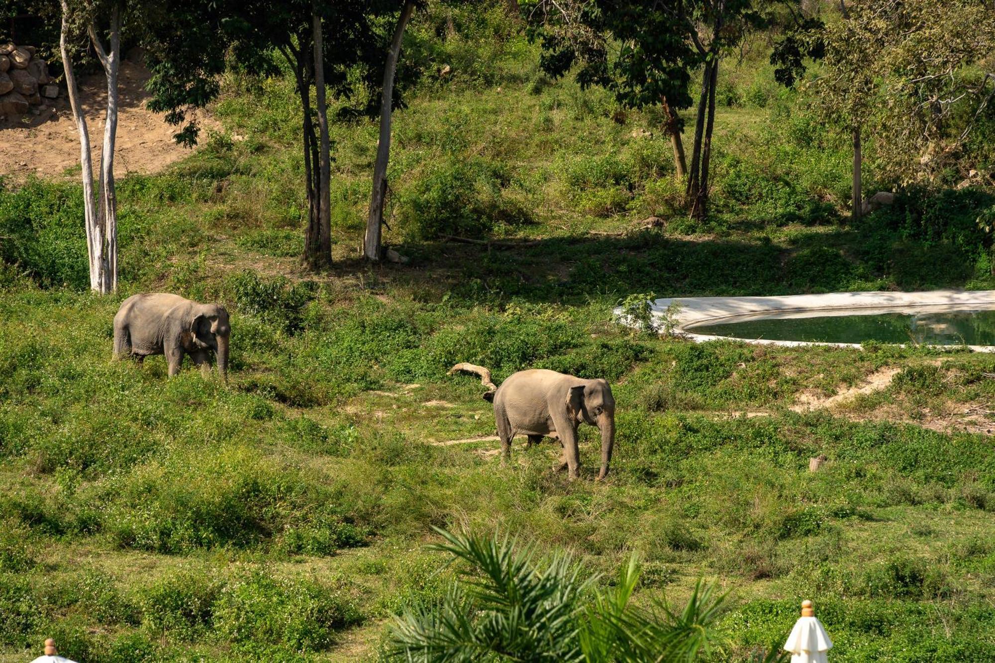 Wild Cottages Elephant Sanctuary Resort Nathon Bay Exterior foto